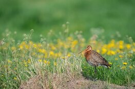 Bert de Koning en Mario Bullens Weidevogelbeschermer(s) van het jaar