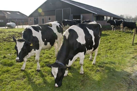 Brabant wil meer hulp bieden aan ondernemers bij innovatie veehouderij