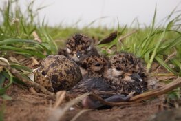 Extra geld voor bescherming weidevogelkuikens