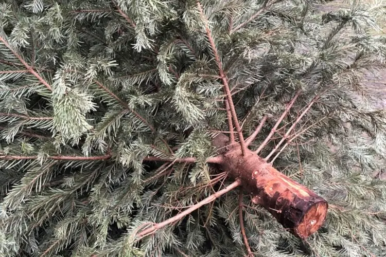 Inleveren kerstbomen op 11 januari