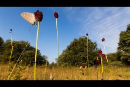 Subsidie voor herstel stikstofgevoelige Natura 2000-gebieden