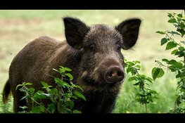 Waarschuwing wegens Afrikaanse varkenspest: voorkom verdere verspreiding