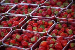 Oogst aardbeien in 15 jaar verdubbeld ondanks daling oppervlakte