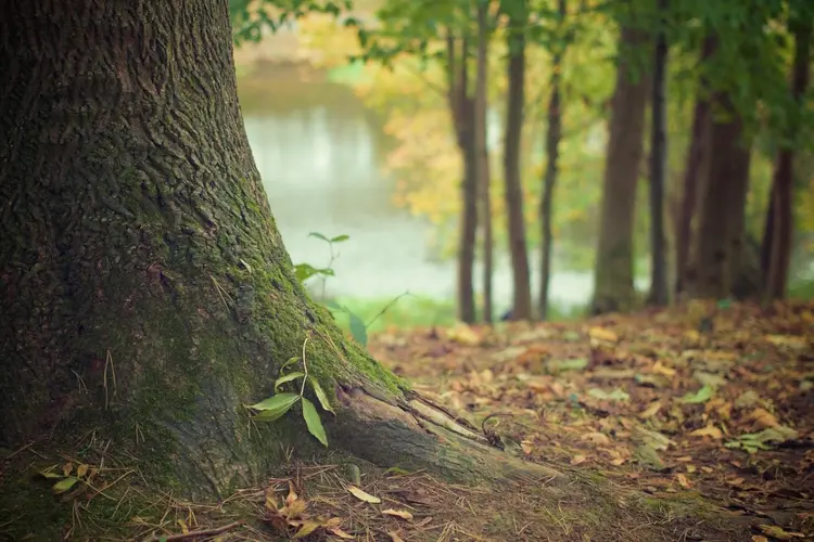 Nieuwe subsidie voor voedselbossen in Noord-Brabant