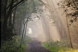 €9,5 miljoen voor herstel Brabantse bossen