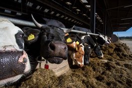 Provincie start project VAMOS; Nieuwe stap richting doelsturing in de veehouderij